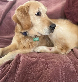 Buddy-for web.jpg