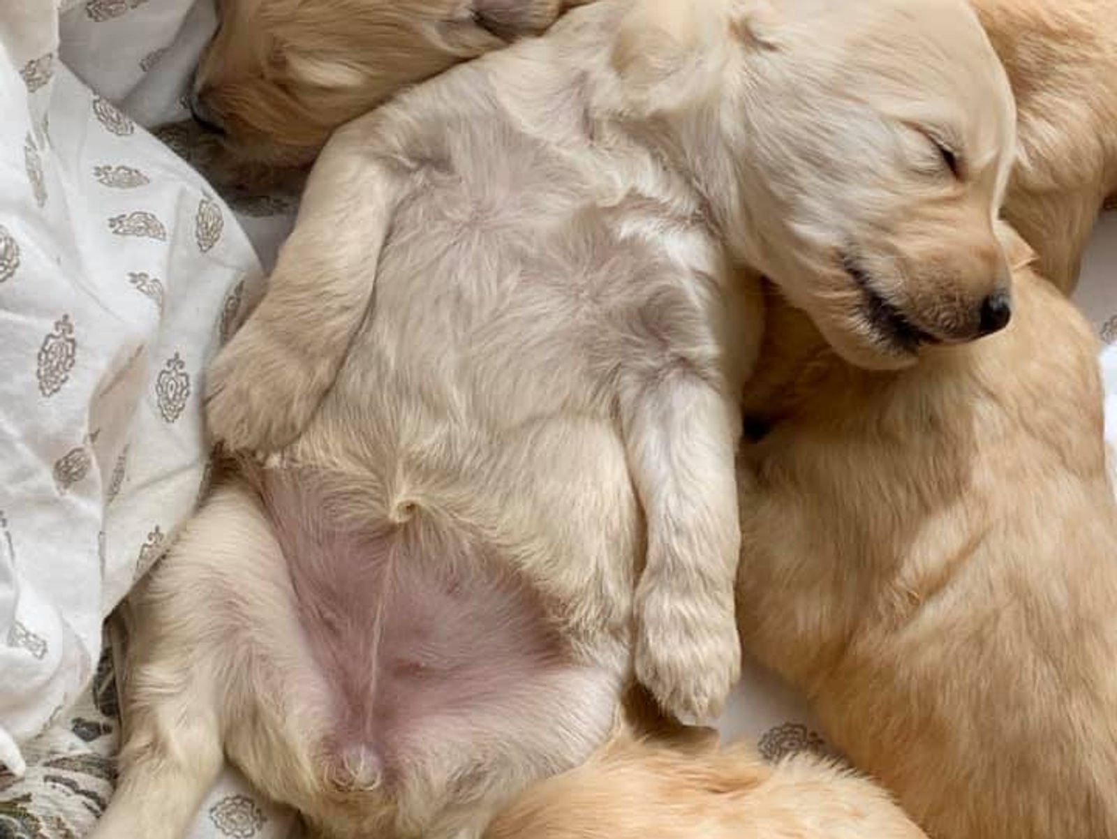 PUPPY TIP -