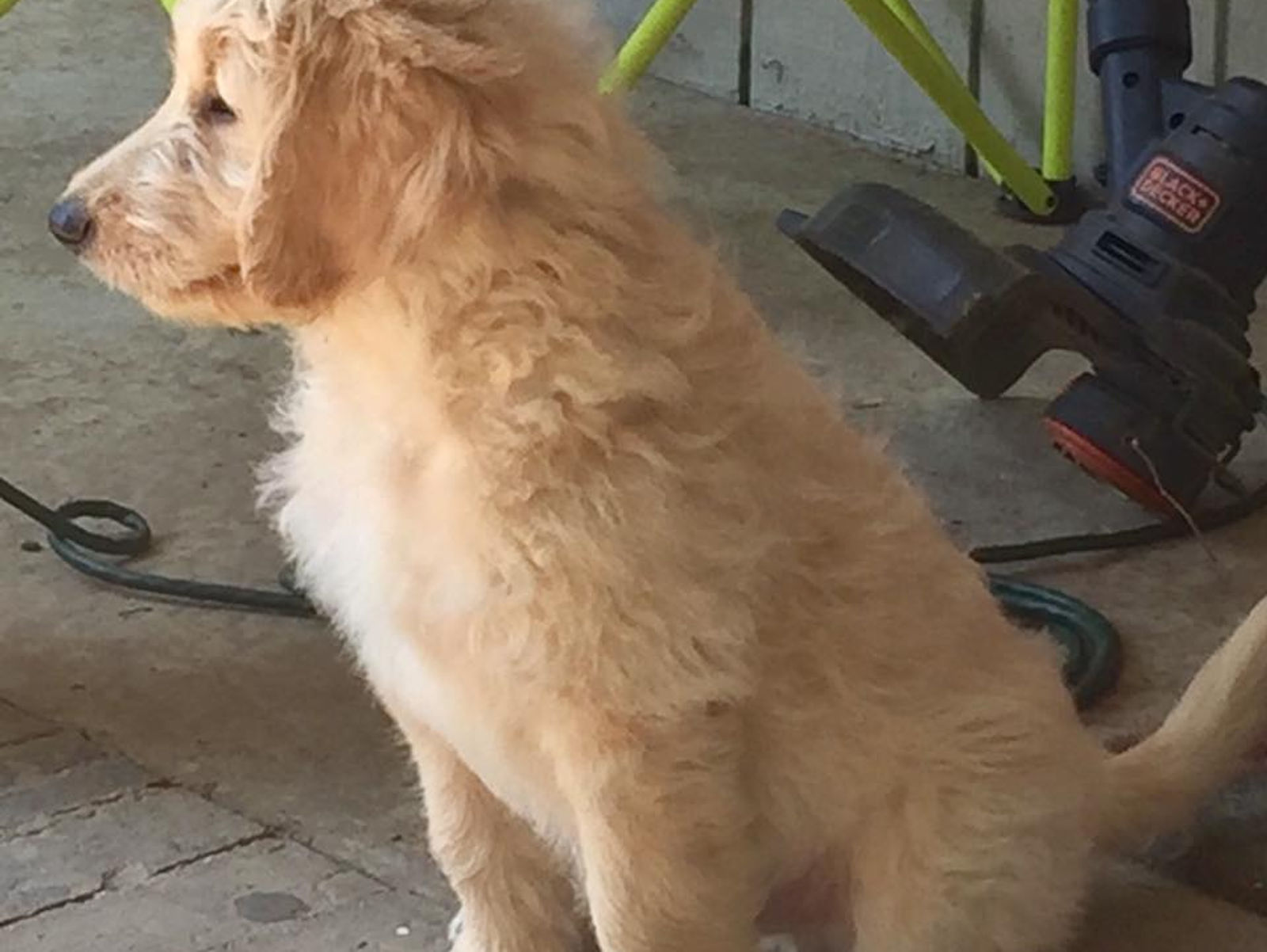 PUPPY TIP -