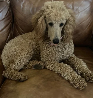 Coco.jpg