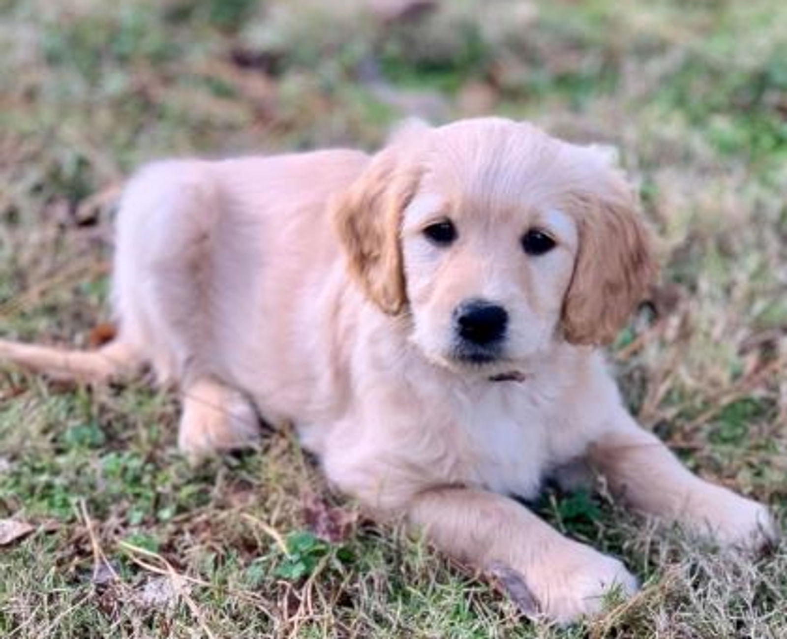 PUPPY TIP -