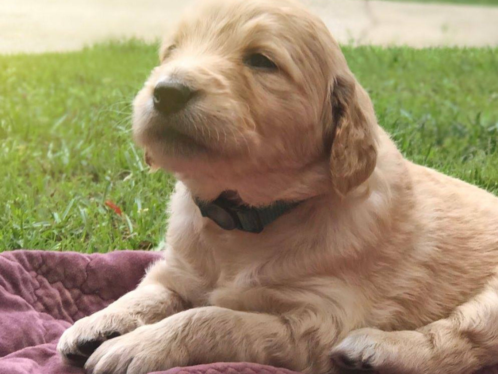 PUPPY TIP - 