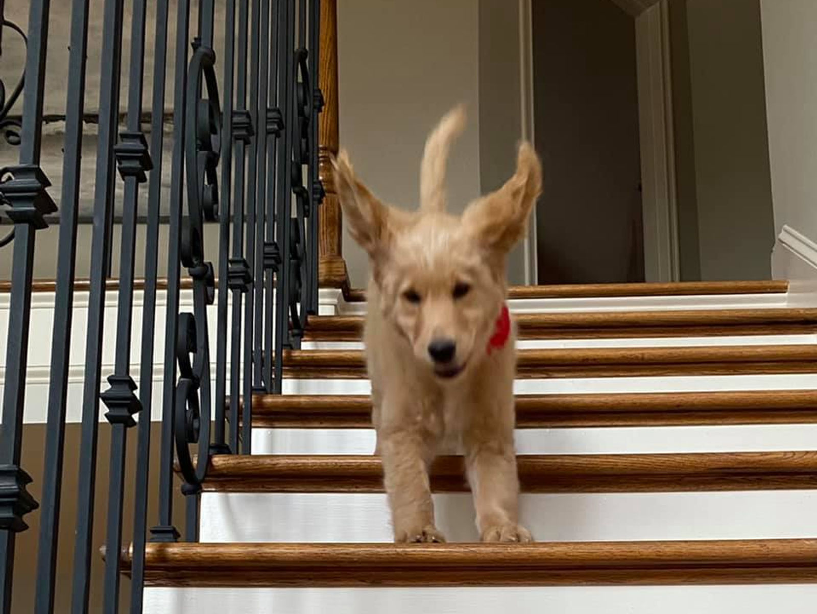 PUPPY TIP - 